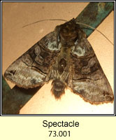 The Spectacle, Abrostola tripartita