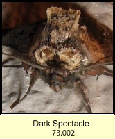 Dark Spectacle, Abrostola triplasia