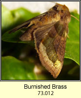 Burnished Brass, Diachrysia chrysitis