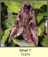 Silver Y, Autographa gamma