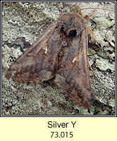 Silver Y, Autographa gamma f. nigricans
