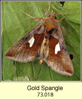 Gold Spangle, Autographa bractea
