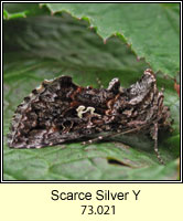 Scarce Silver Y, Syngrapha interrogationis