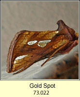 Gold Spot, Plusia festucae