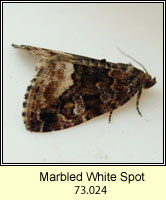 Marbled White Spot, Protodeltote pygarga