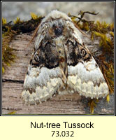 Nut-tree Tussock, Colocasia coryli