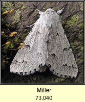 The Miller, Acronicta leporina