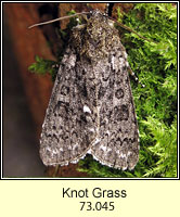 Knot Grass, Acronicta rumicis