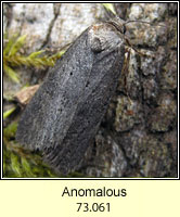 The Anomalous, Stilbia anomala