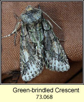 Green-brindled Crescent, Allophyes oxyacanthae