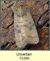 The Uncertain, Hoplodrina alsines