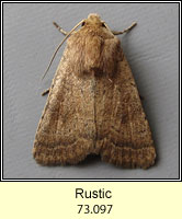 The Rustic, Hoplodrina blanda