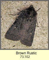 Brown Rustic, Rusina ferruginea