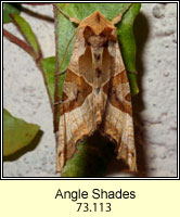 Angle Shades, Phlogophora meticulosa