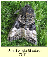Small Angle Shades, Euplexia lucipara