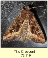The Crescent, Celaena leucostigma