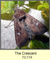 The Crescent, Celaena leucostigma