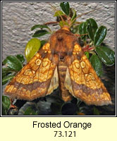 Frosted Orange, Gortyna flavago