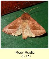 Rosy Rustic, Hydraecia micacea