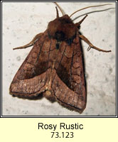 Rosy Rustic, Hydraecia micacea