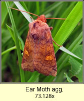 Ear Moth agg, Amphipoea oculea agg