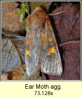 Ear Moth agg, Amphipoea oculea agg