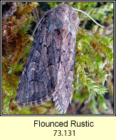 Flounced Rustic, Luperina testacea