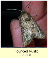 Flounced Rustic, Luperina testacea
