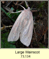 Large Wainscot, Rhizedra lutosa