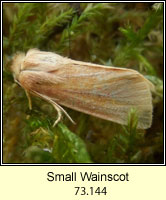 Small Wainscot, Chortodes pygmina