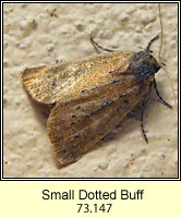 Small Dotted Buff, Photedes minima