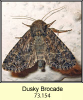 Dusky Brocade, Apamea remissa