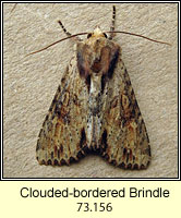 Clouded-bordered Brindle, Apamea crenata
