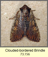 Clouded-bordered Brindle, Apamea crenata
