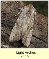 Light Arches, Apamea lithoxylaea
