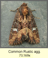 Common Rustic agg, Mesapamea secalis agg