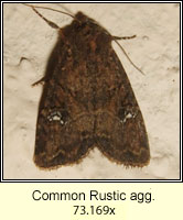 Common Rustic agg, Mesapamea secalis agg