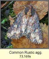 Common Rustic agg, Mesapamea secalis agg