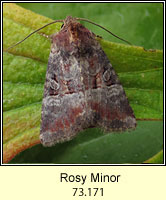 Rosy Minor, Mesoligia literosa