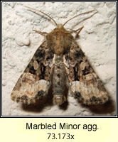 Marbled Minor agg, Oligia strigilis agg