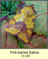 Pink-barred Sallow, Xanthia togata