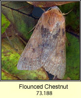 Flounced Chestnut, Agrochola helvola