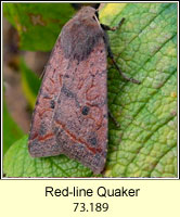 Red-line Quaker, Agrochola lota