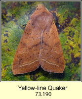 Yellow-line Quaker, Agrochola macilenta