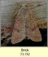Brick, Agrochola circellaris