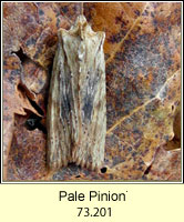 Pale Pinion, Lithophane hepatica