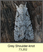 Grey Shoulder-knot, Lithophane ornitopus