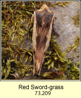 Red Sword-grass, Xylena vetusta