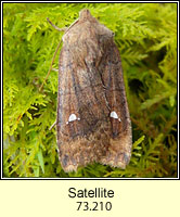 Satellite, Eupsilia transversa