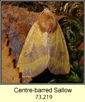 Centre-barred Sallow, Atethmia centrago